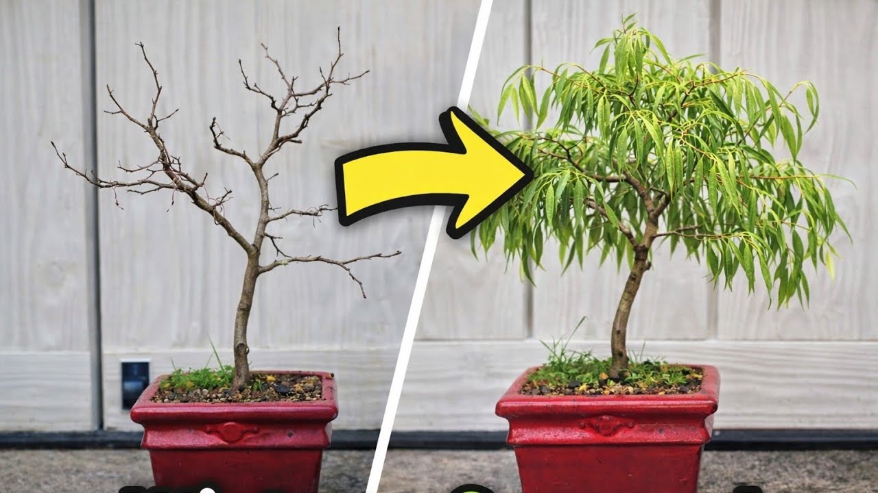 Is This Really a Willow? Wiring Off, First Trim & a Bonsai Identity Mystery 