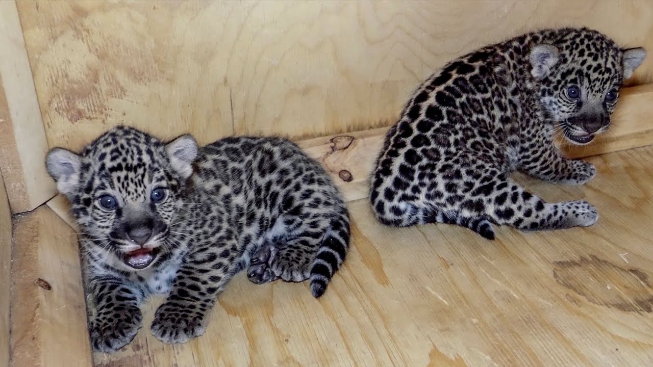Jaguar cubs born at Granby Zoo