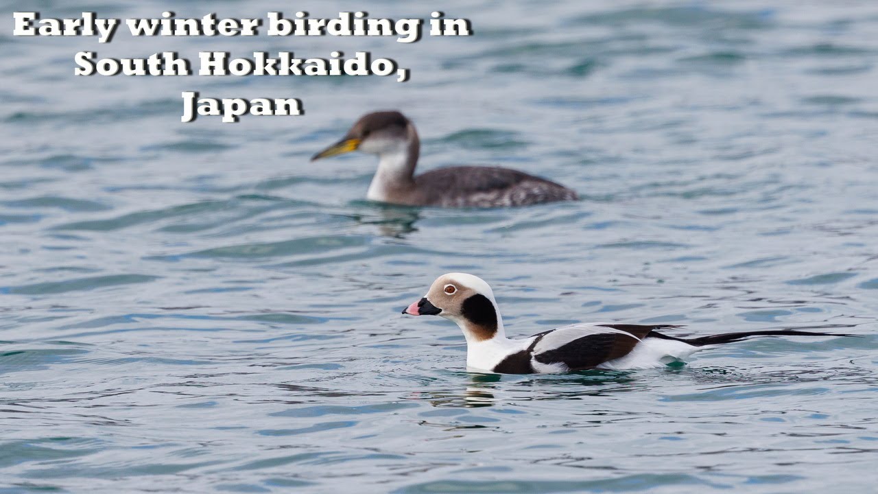 Early Winter Birding in South Hokkaido