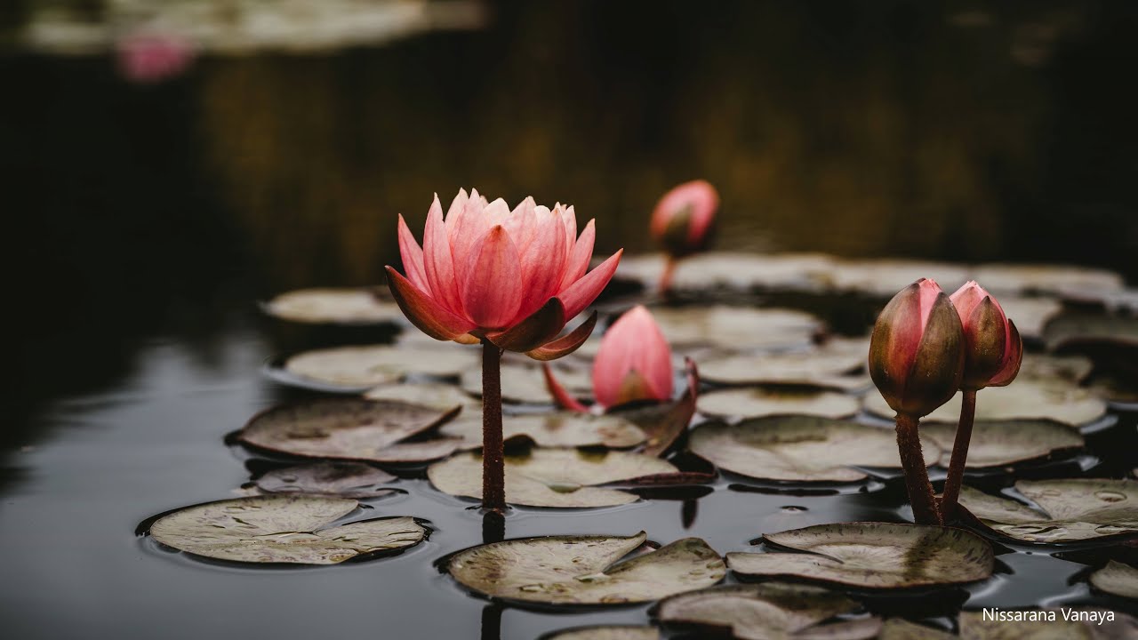 Dhamma Discussion in English|164|Ven Panadure Chandaratana Thero|2025-05-13