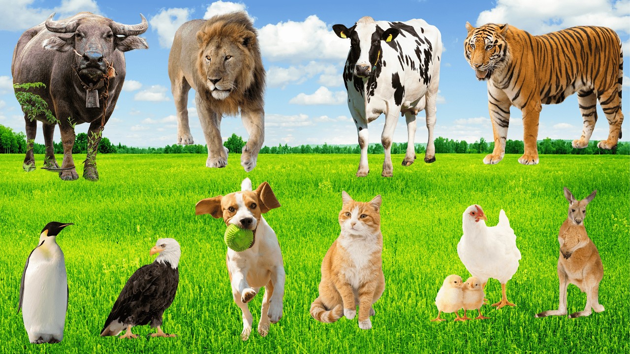 Nông Trại Hát Ca 🐕‍🦺🐣🐔 - Tiếng Kêu Động Vật Cho Bé Vui Học Với Các Loài Thú Nuôi Nông Trại 🌾🎶!