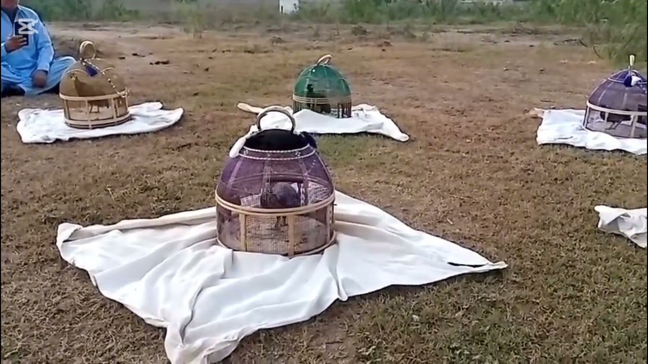 24 2 2026Pakistani Kale teetar ki chakri  kala teetar ki chakri teetar ki chakri kala teeter ki awaz