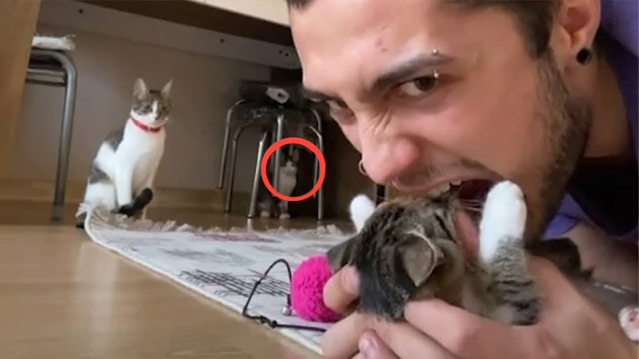 Cat Attack Videos - Cat Reaction Compilation of Furry cats