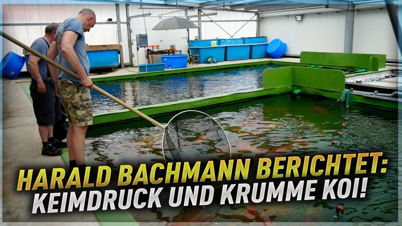 HARALD BACHMANN im Interview - Keimdruck & KRUMME Koi !