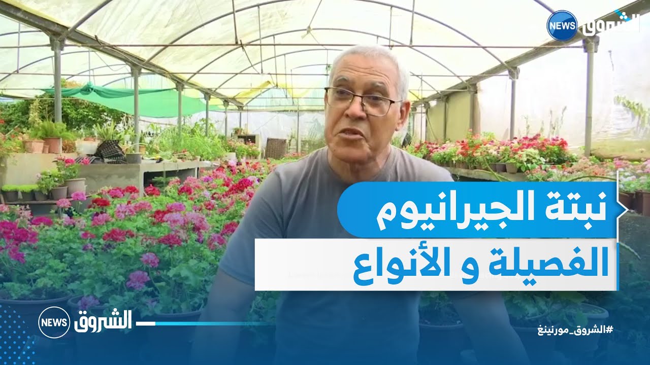 نبتة الجيرانيوم.. ظروف الزراعة و العناية