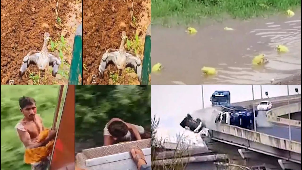 Is there a power greater than a mother? Bird that stood bravely, spread wings and stopped tractor