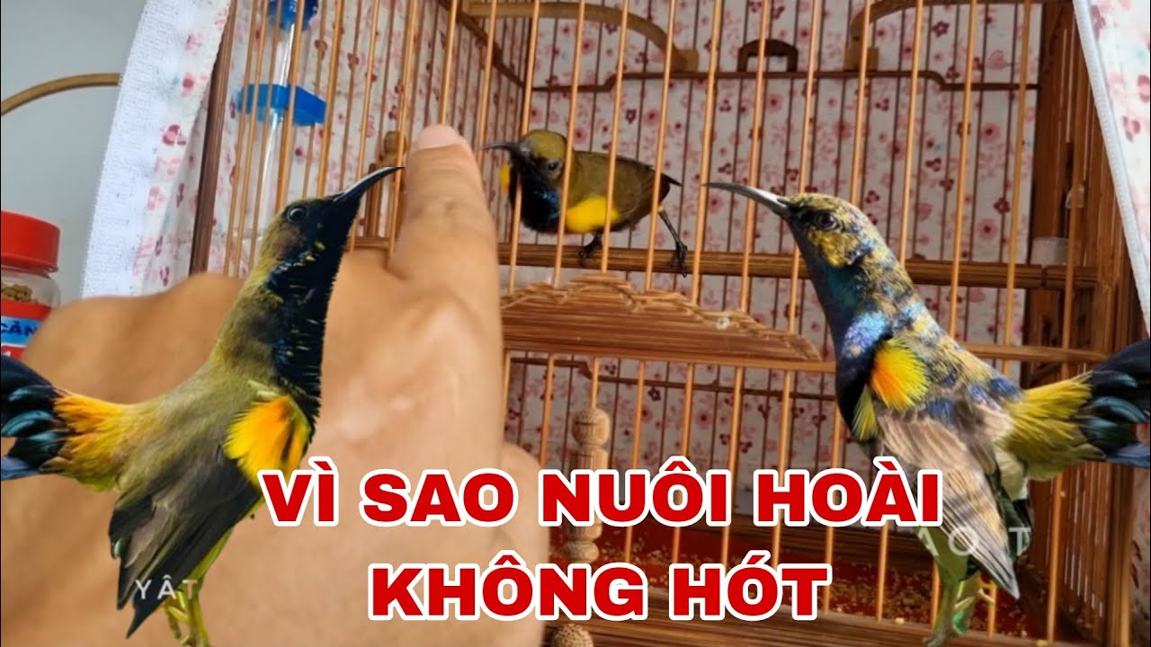 CHIA SẼ CÁCH CHĂM CHIM HÚT MẬT VÀ LY DO CHIM HÚT MẬT 5MAU NUÔI HOÀI KHÔNG HÓT @Cần Miền Tây
