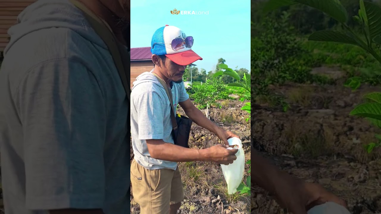 Tips membungkus Jambu kristal siumik pala agar hasilnya bagus