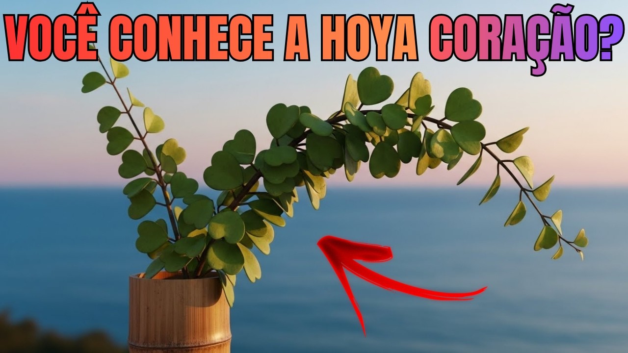 HOYA CARNOSA KERRII: CONHEÇA essa FLOR de CERA em FORMATO de CORAÇÃO QUE VIROU FEBRE em 2025!
