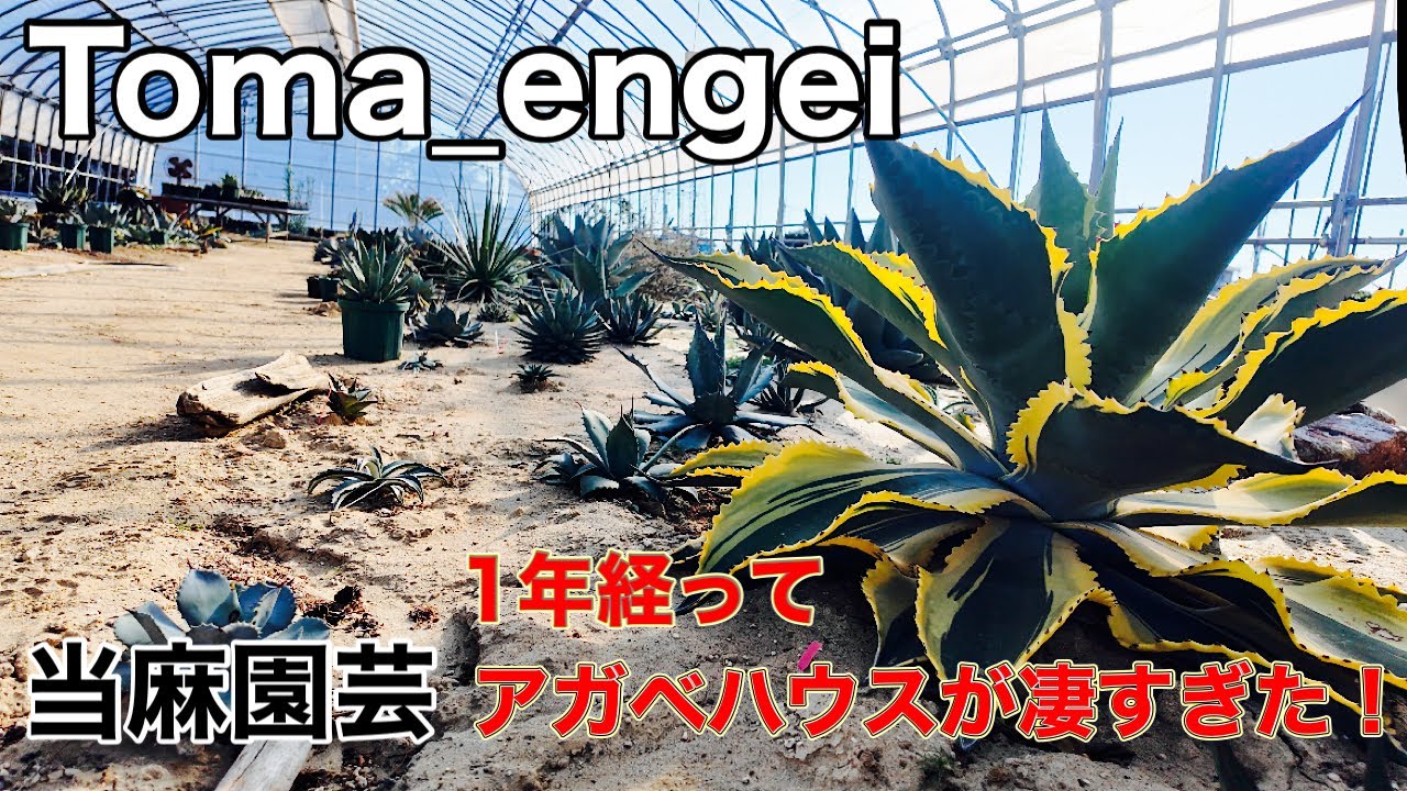 【当麻園芸アガベハウス訪問】レア株続出！唯一無二の実生、斑入り、ハイブリッドアガベ！！