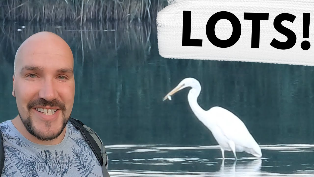 How much Wildlife YOU CAN SEE in just 2 hours!