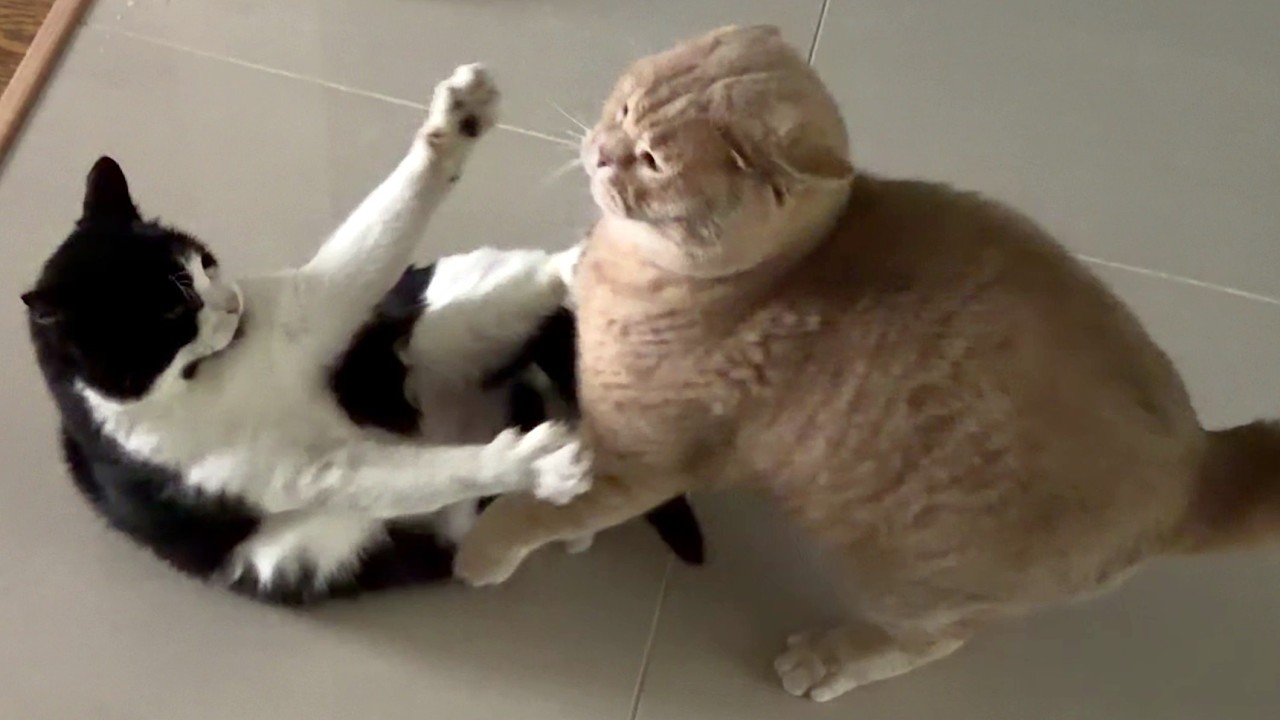 Cat Fight (Senior Cat Vs Young cat)