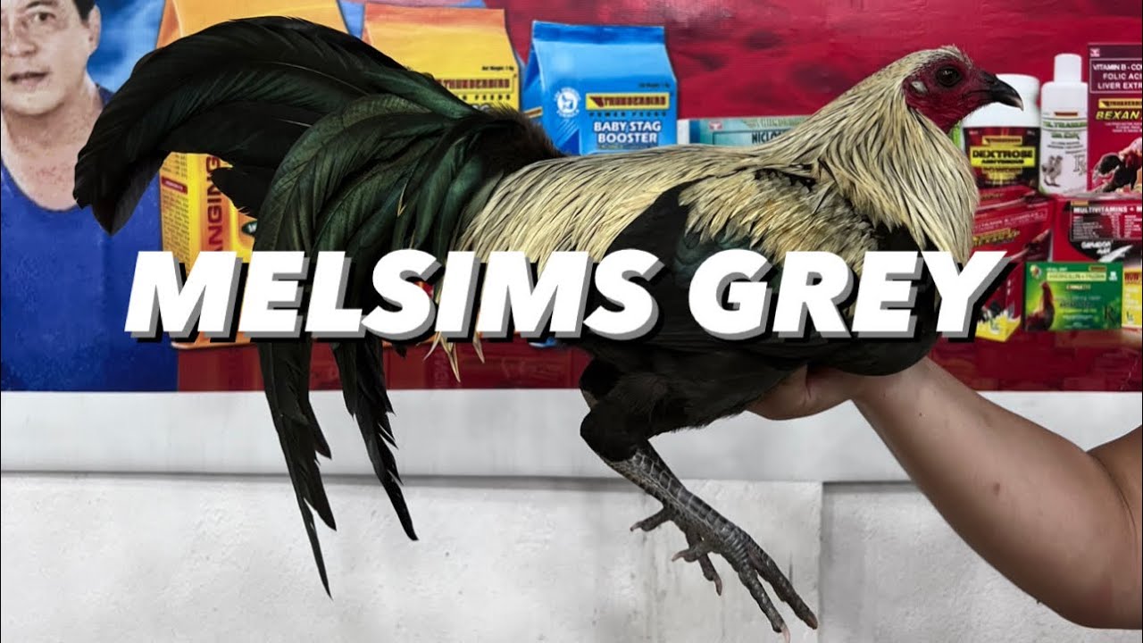 Mel Sims Grey of Oronce Brothers