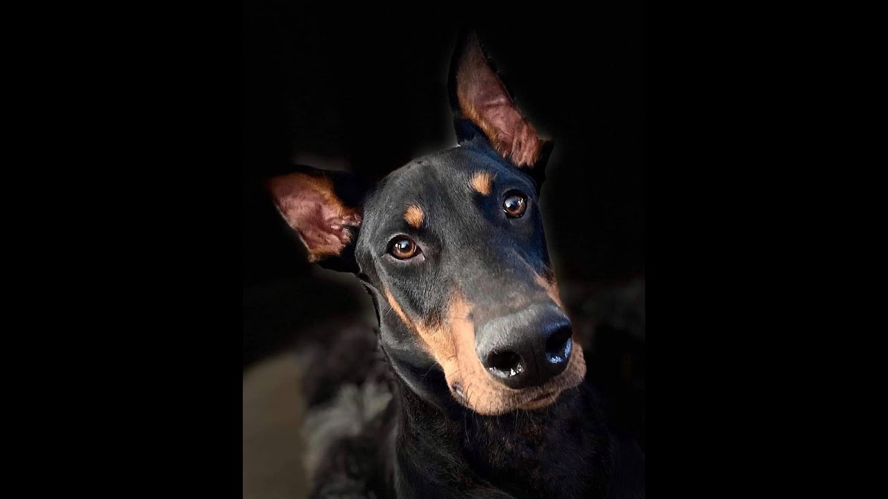 Dozer - 8 Month Old Doberman - Dog Training Omaha Nebraska, Off Leash Reliable Dog Training
