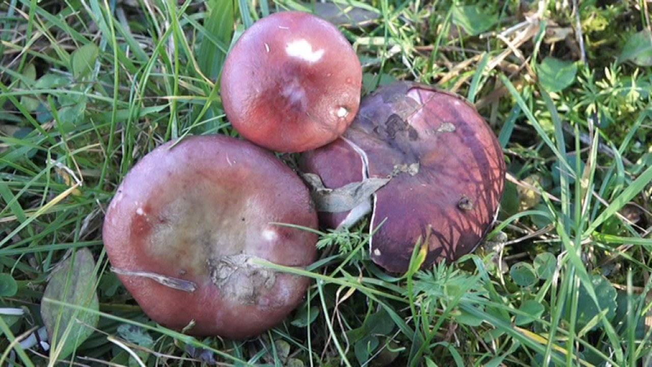 Russula queletii @ Conoscere i funghi 27.10.2016