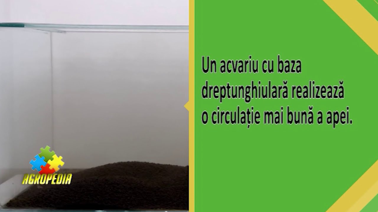 Ce trebuie să știi dacă &icirc;ți dorești un acvariu cu pești