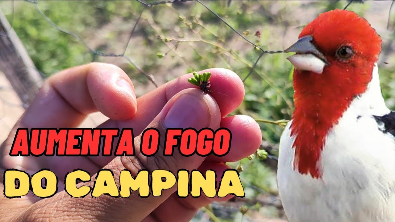 Sementes e plantas do mato que o GALO DE CAMPINA adora