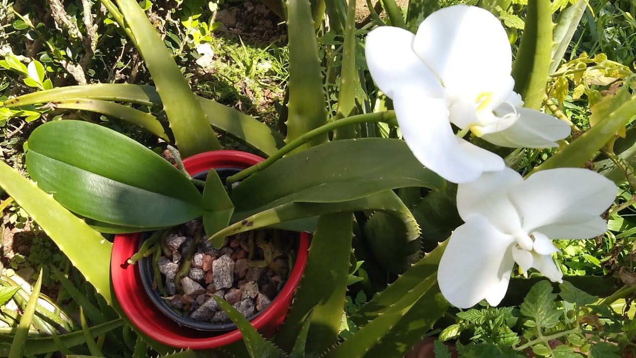 VAMOS ADUBA HIDRATA AS ORQUÍDEAS  🥰❤️🙏😘