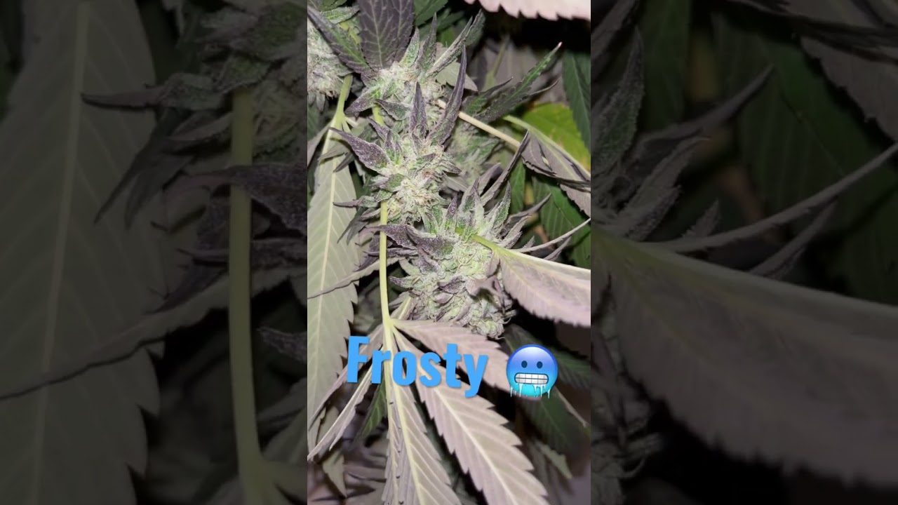 Harvesting Cannabis: Drying in a Tent 🍁