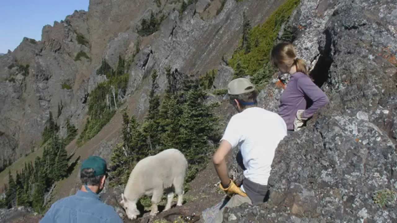 Hiking Safely With Goats
