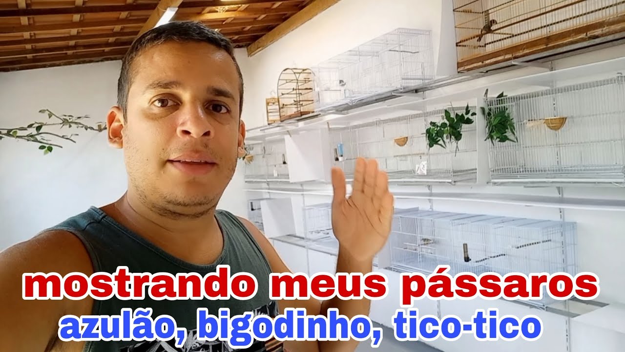 Mostrando todos meus p&aacute;ssaros atualizados. Azul&atilde;o, tico-tico, bigodinho e canario da terra 