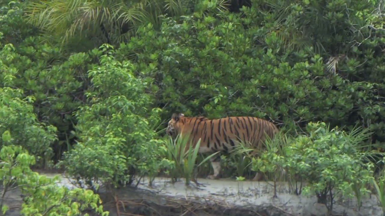 Sundarbans: Celebrating Our Tigers by Amaan Ali Bangash & Ayaan Ali Bangash