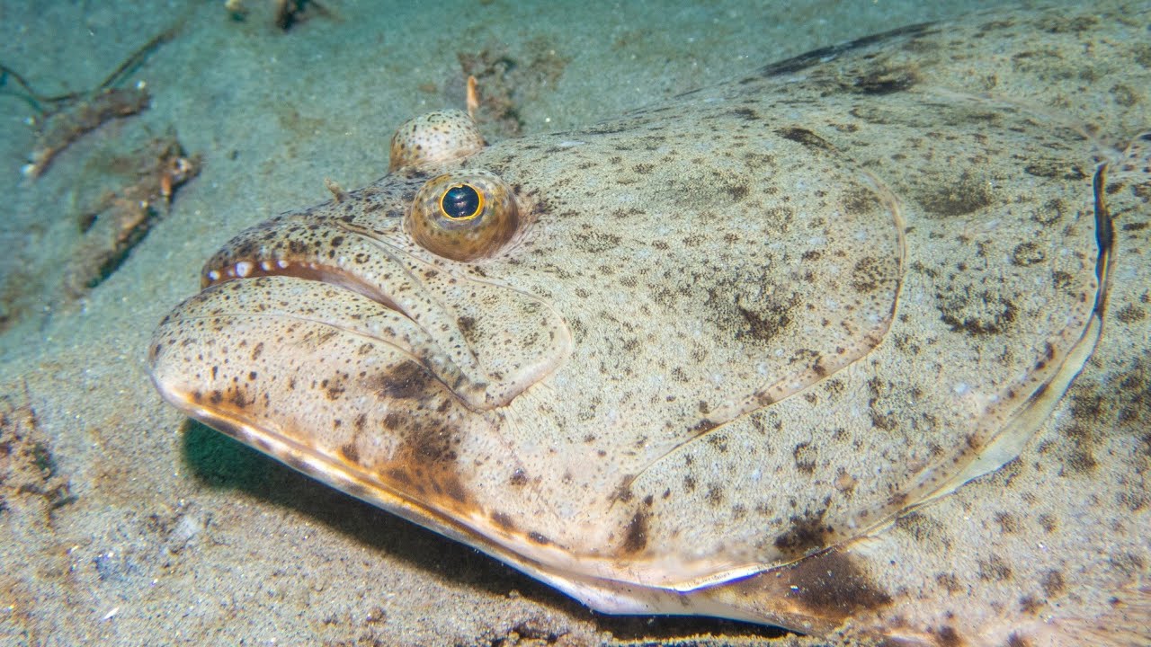 Facts: The California Halibut