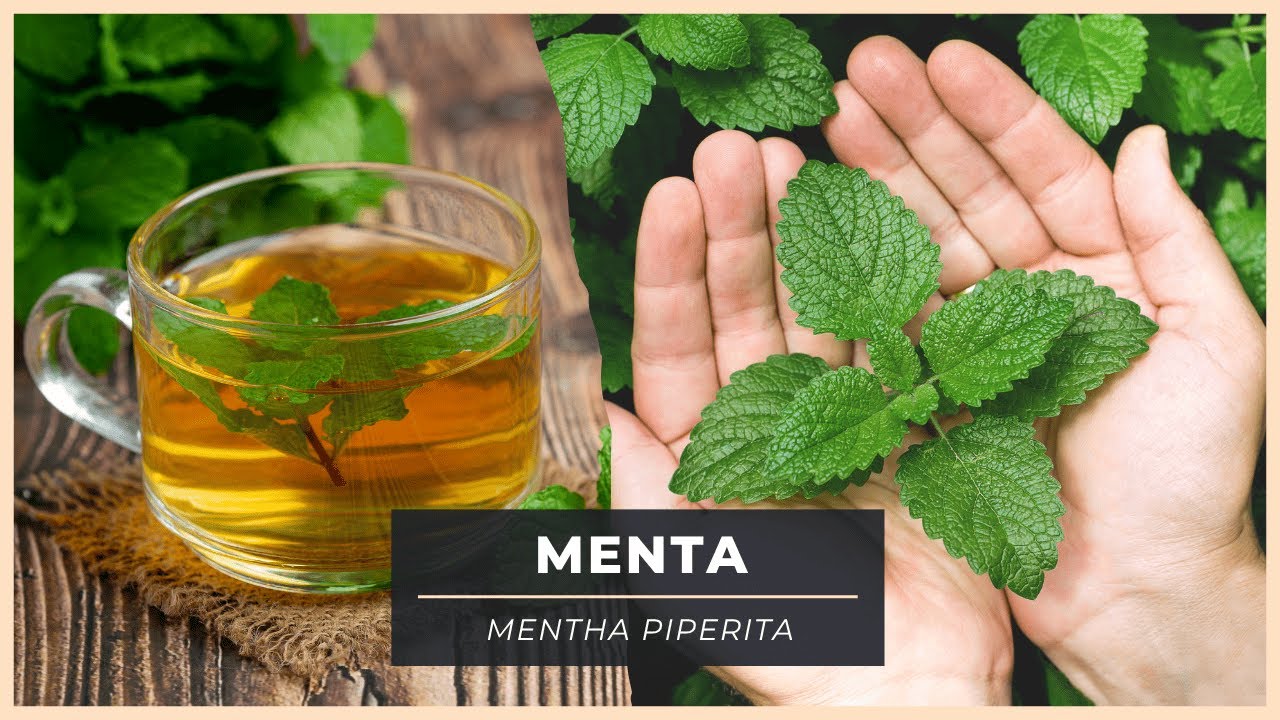 ¡NO subestimes las PROPIEDADES de esta planta!😲 LA MENTA 🍃​💚​
