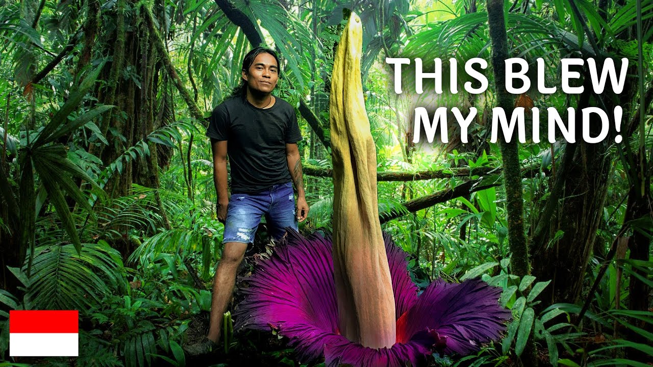 We Found the WORLD'S LARGEST FLOWER in the SUMATRAN JUNGLE  🤯 - Batu Katak PART 2