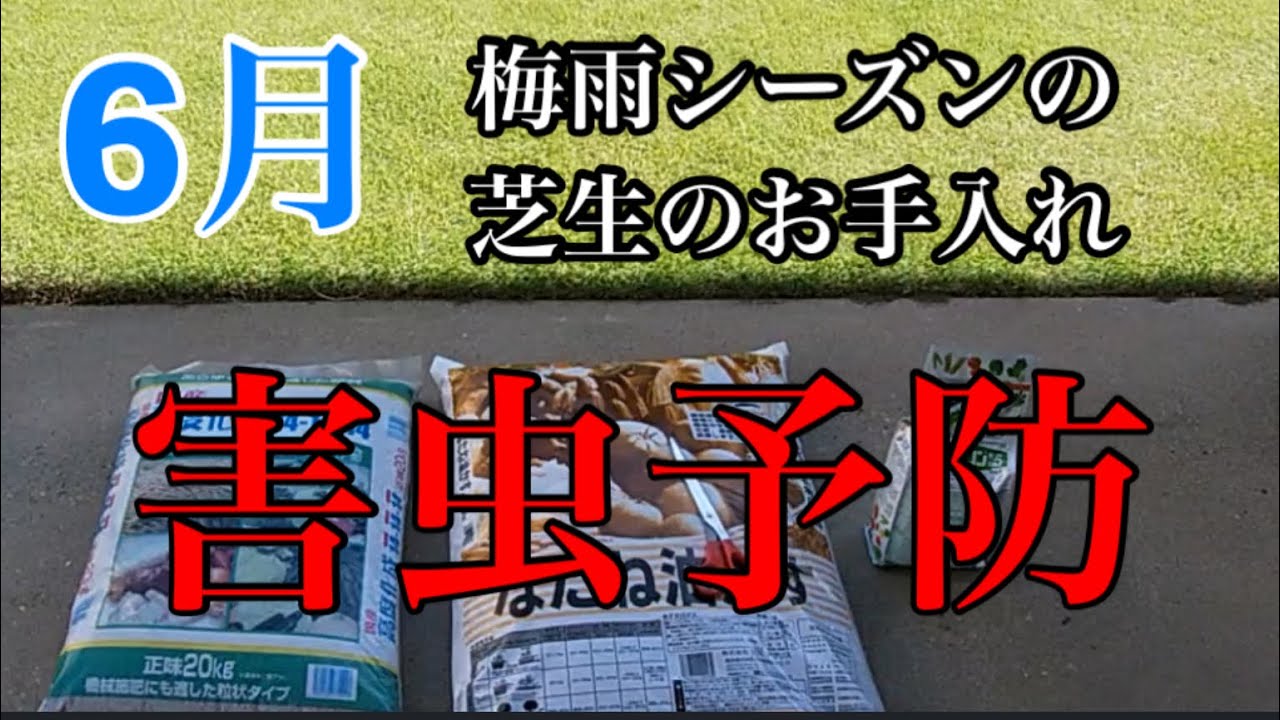 6月梅雨シーズン芝生のお手入れ【害虫予防】