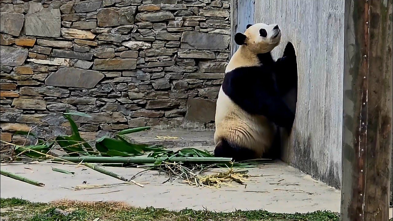 문을 툻을 패기의 푸야~!!❤️ | 2월 17일 오전 제1편(푸바오 실시간) Panda Fubao