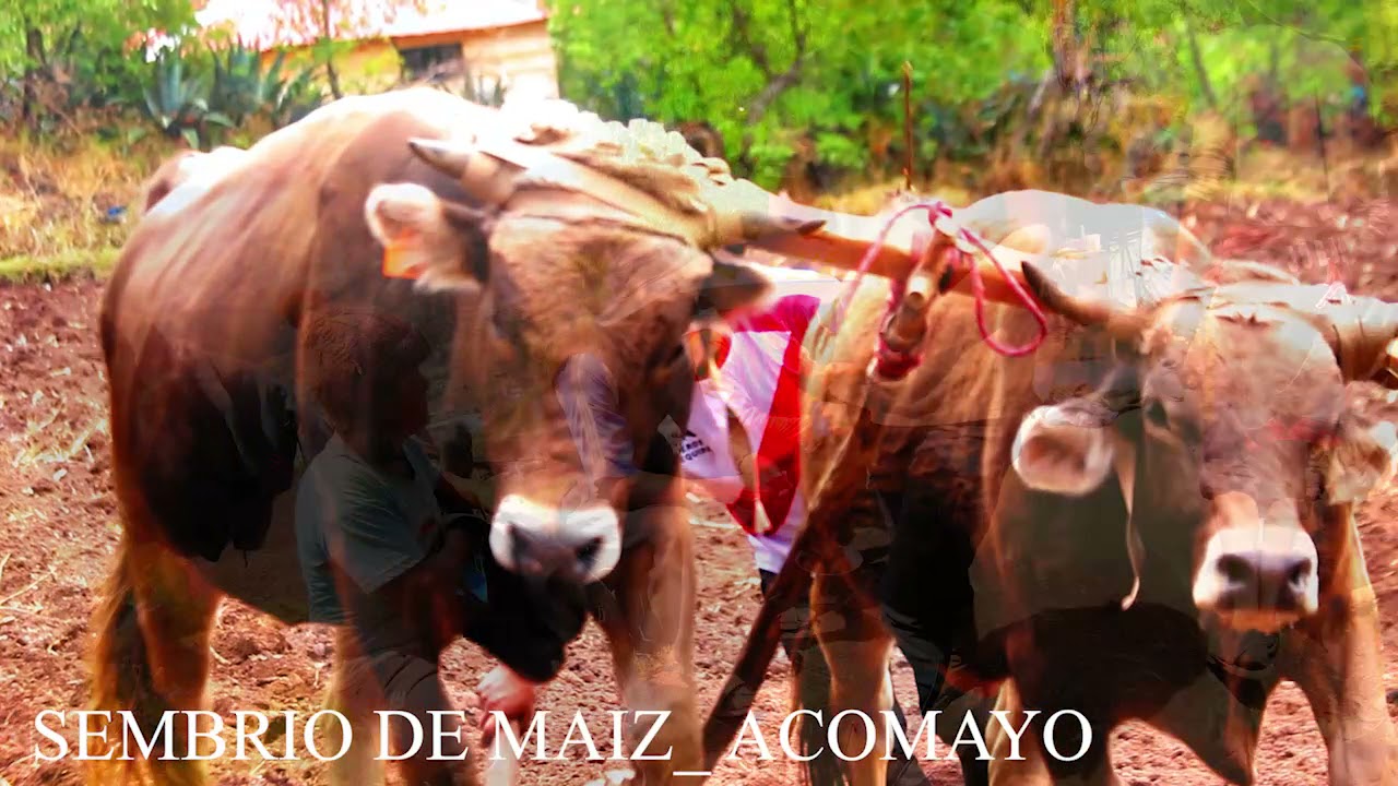 Y COMO ES EL SEMBRIO DE MAIZ EN LA PROVINCIA DE ACOMAYO?