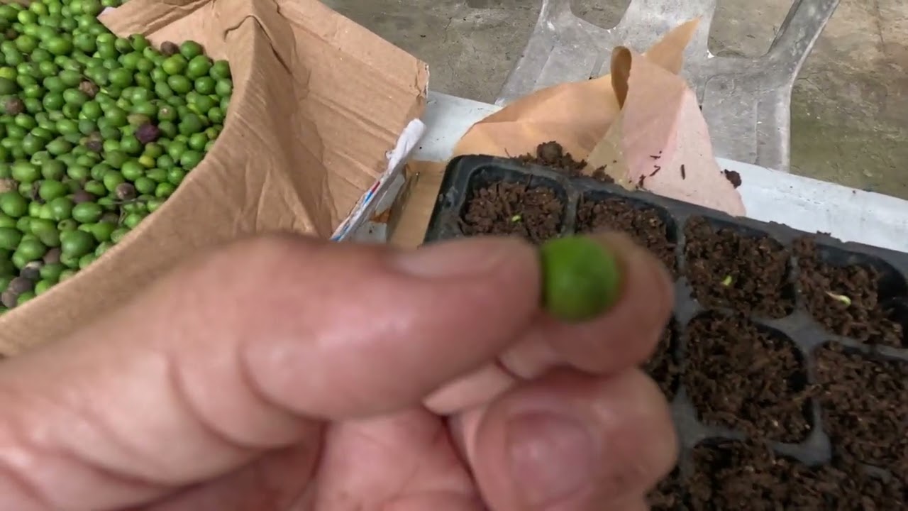 PAGPUNLA NG BUTO NG MAKKI TREE