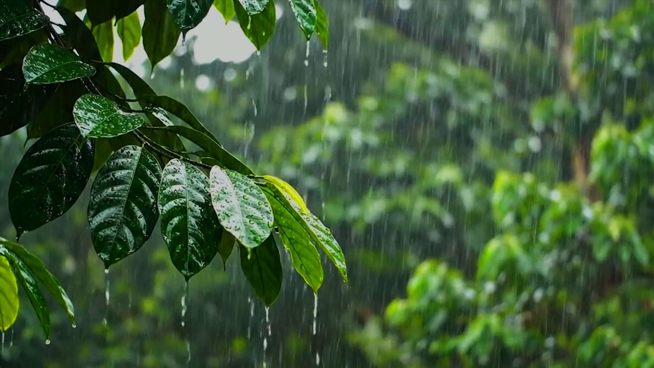 Heavy Rain on Tropical Leaves 🌧️ | Real Rain Sounds for Deep Sleep, Relaxation & Stress Relief