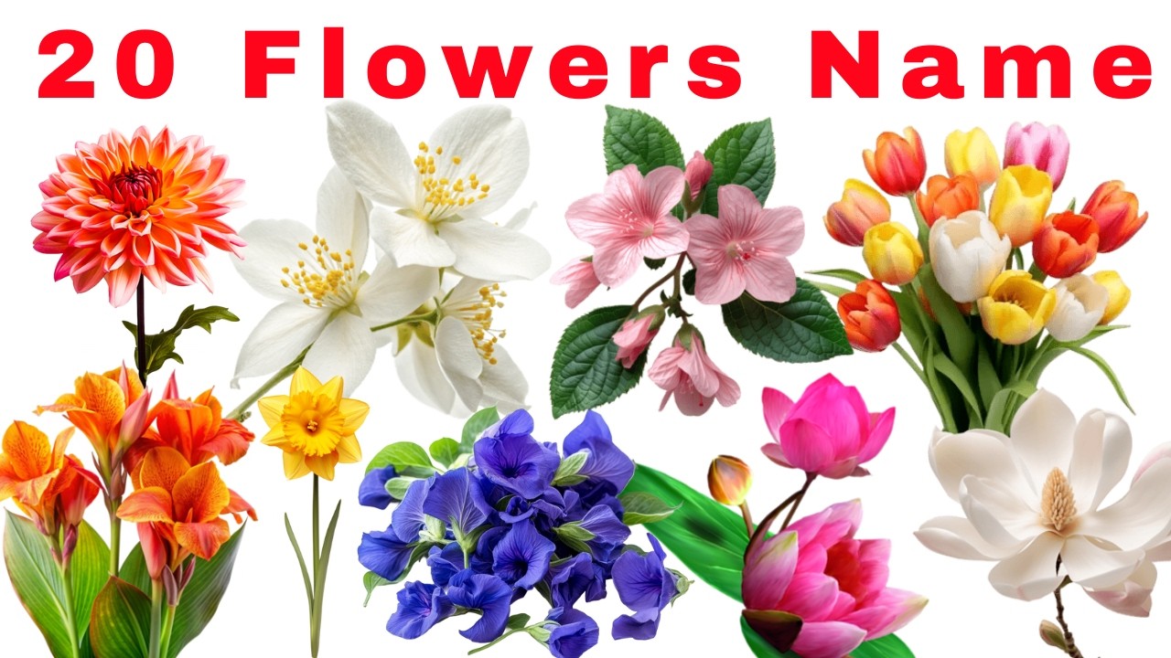 20 फूलों के नाम | 20 Flowers Name for Kids | Learn Flowers Name with Pictures | Kids Learning Video