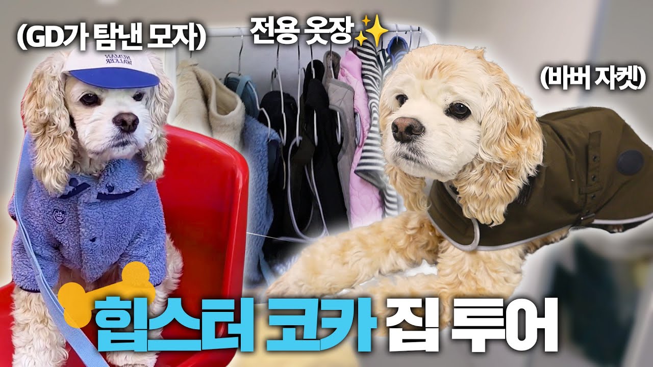 6살인 내가 힙한 강아지가 될 수 있었던 이유 (코카 귀 관리템, 발사탕 방지템) | 코카스파니엘  | 집사의 개꿀템 EP02
