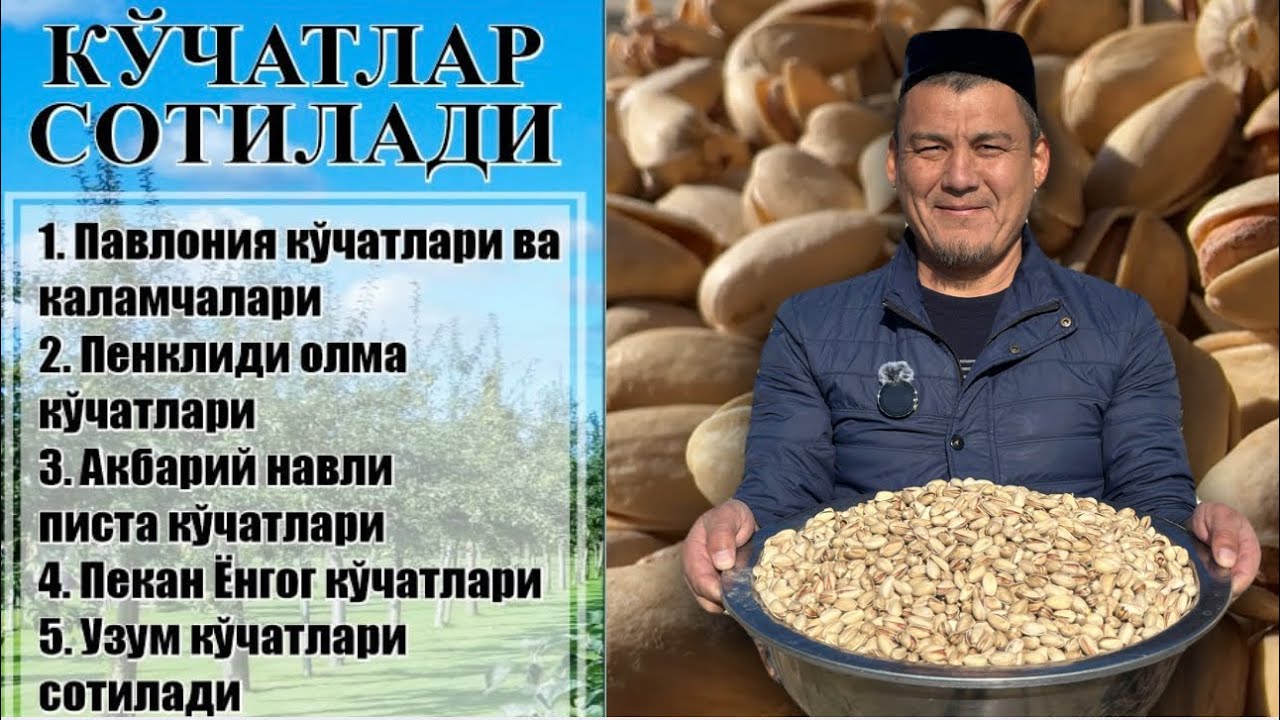 Navoiyda. PISTA  Akbariy navli koʻchatlar. Danaksiz ANOR koʻchatlari. UZUM kalamcha va koʻchatlar