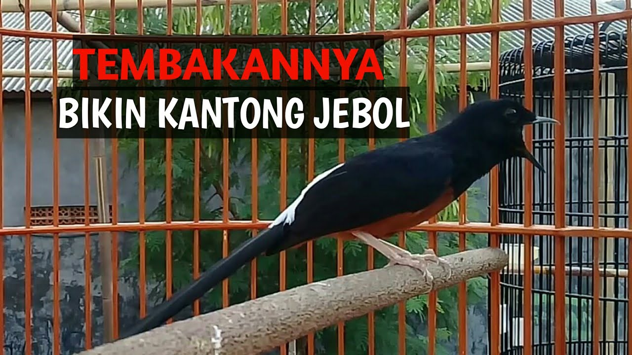 Ronggeng murai batu medan istimewa