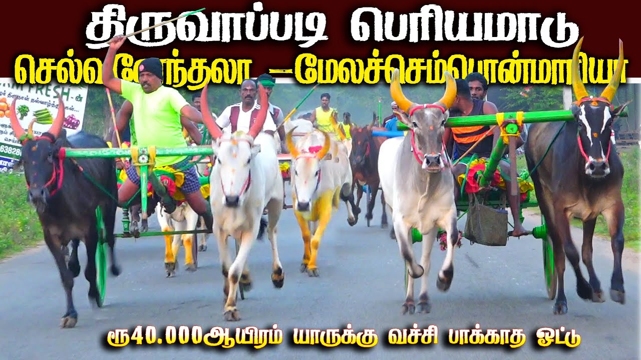 திருவாப்படி பெரியமாடு 18.01.2026 #thiruvappadi_periyamaadu