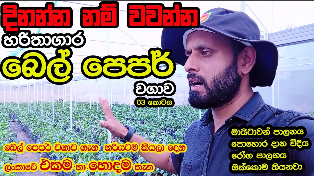 හරිතාගාර බෙල් පෙපර් වගාව |දැන් මාස එක හමාරයි  | හැමදේම සරලව කියනවා | Greenhouse Bell Pepper Farming