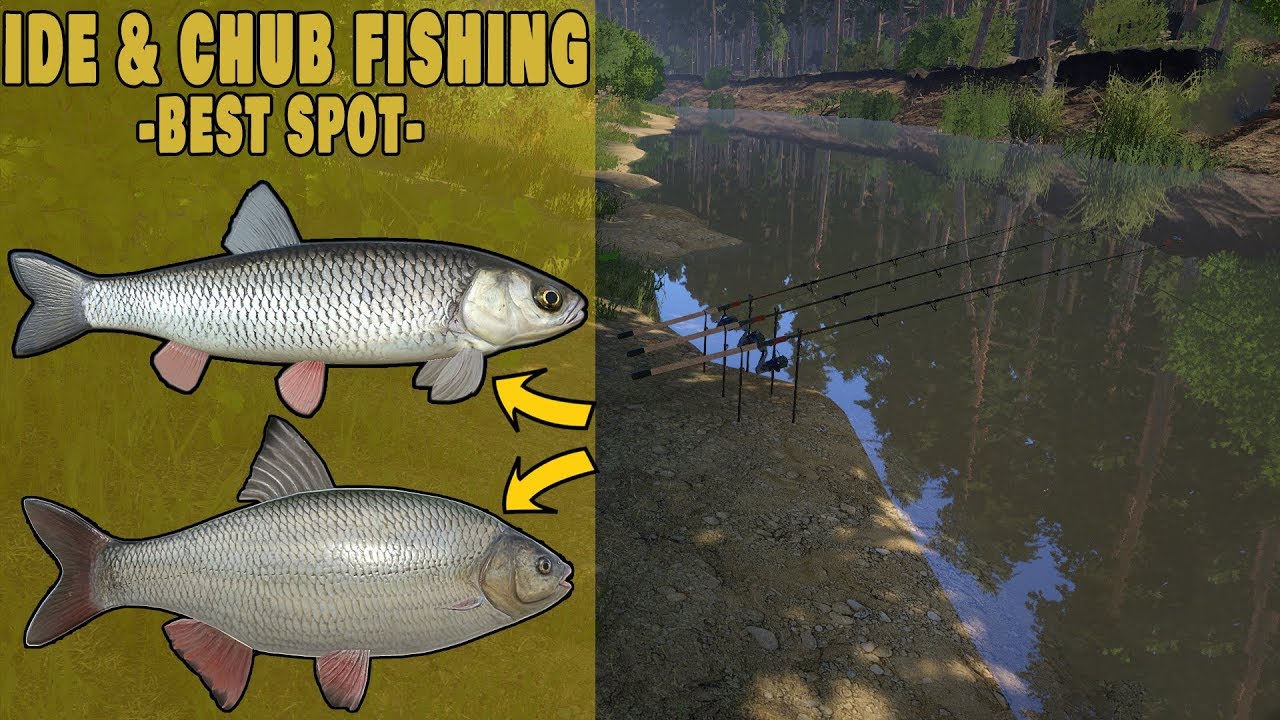 IDE and Chub Fishing on Winding Rivulet Russian Fishing 4