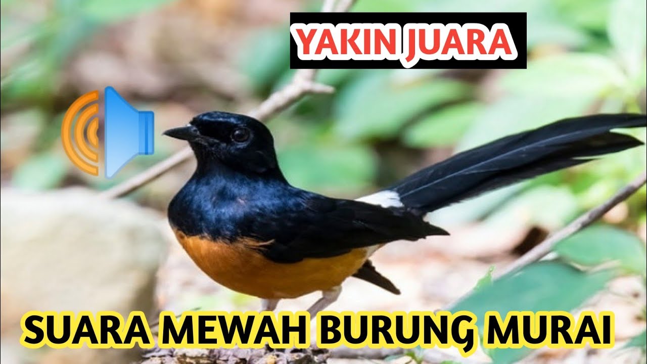 TEMBAKAN SUARA MURAI NYA KASAR DAN NGERI ,PAS UNTUK KONTES NASIONAL 