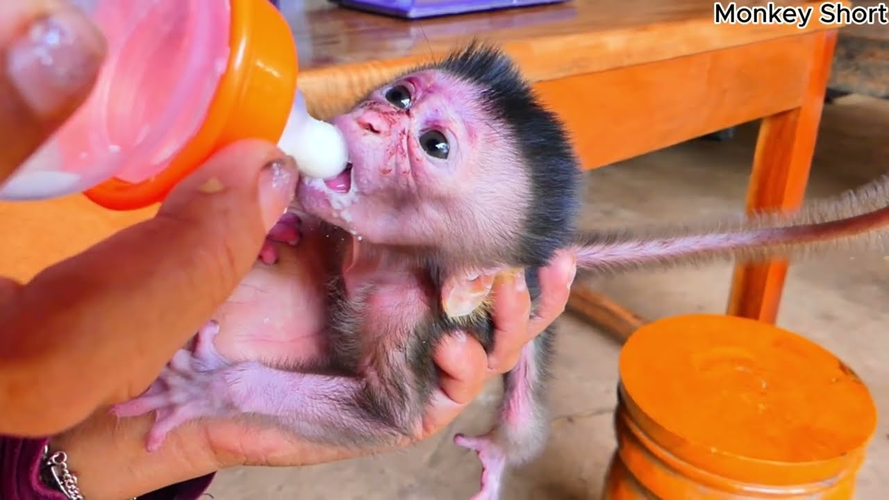 Feeding the newborn baby monkey | Cute newborn gets milk #funny #milk #feed #love #shorts
