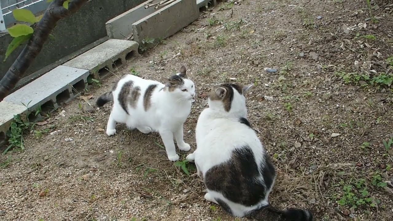 気持ちで勝ってる猫の夢ちゃん😼Yume-chan the cat who wins with spirit