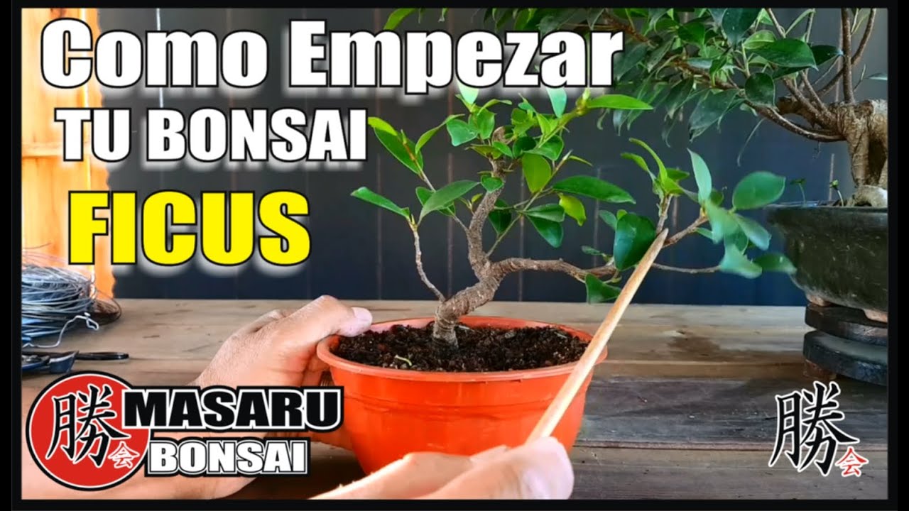 COMO EMPEZAR UN BONSAI ... DIFERENCIA ENTRE FICUS TIGER BARK Y BENJAMINA ALAMBRADO Y MAS!!!