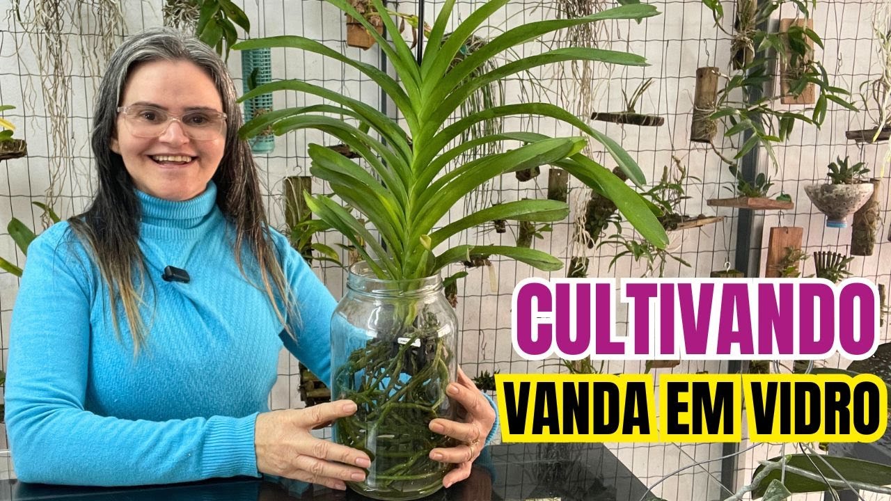 COMO CULTIVAR ORQUÍDEA VANDA EM VIDRO - PASSO A PASSO | JD Orquídeas