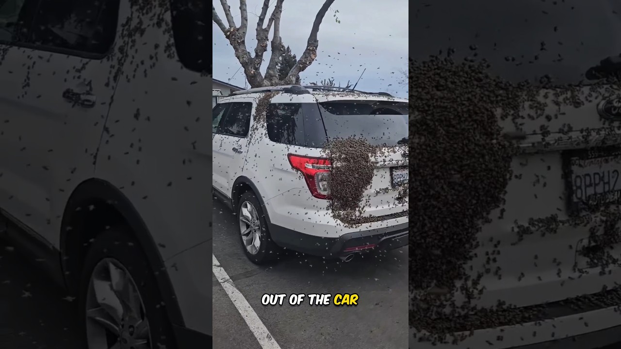 Swarm of Bees Outside the Car 😳