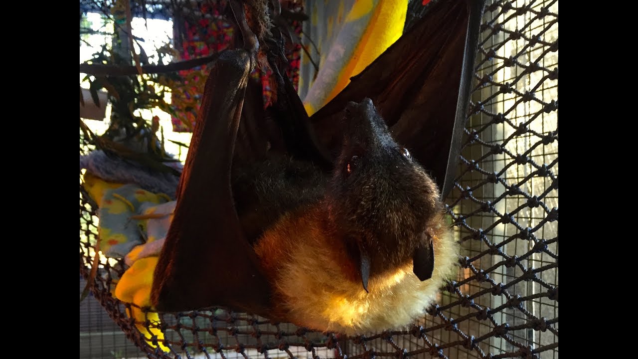 Geriatric bat grooms:  this is Walter
