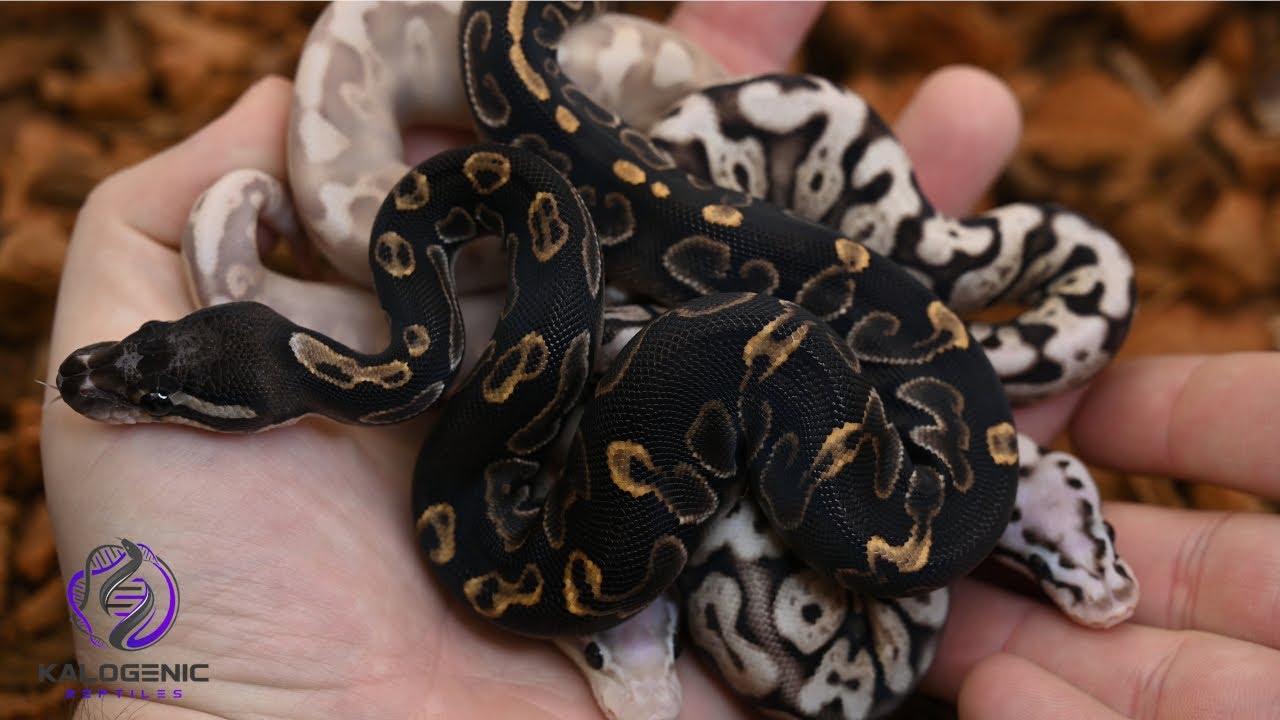 Scaleless Head Shenanigans- Ball Python Egg Time-lapse and Update