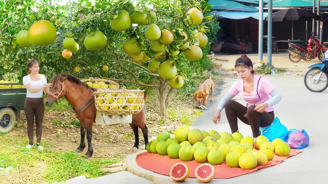 Harvest Many Grapefruit - Use Horse to Carry and Bring to Town Market - New Life